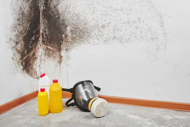 Best Post-Flood Mold Remediation in Richmond, CA