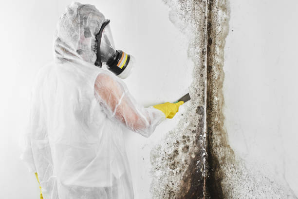Best Residential Mold Remediation in Richmond, CA