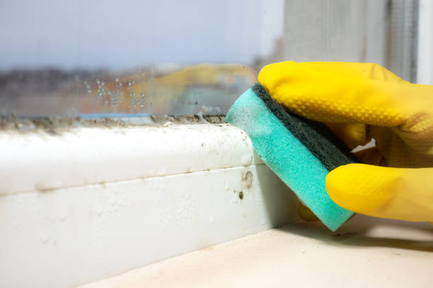  Richmond, CA Mold Removal Pros