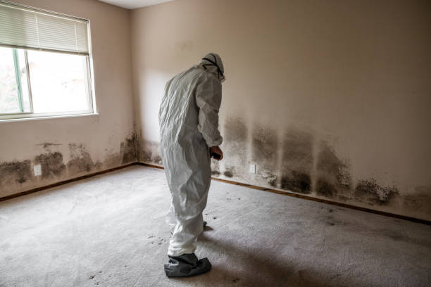 Best Insurance-Related Mold Remediation in Richmond, CA
