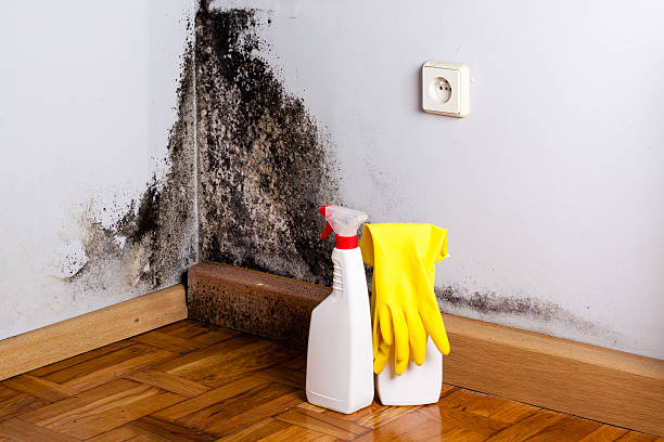 Best Residential Mold Remediation in Richmond, CA
