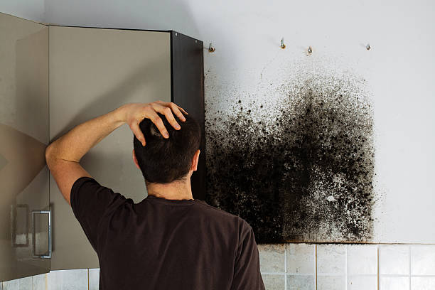 Best Industrial Mold Remediation in Richmond, CA