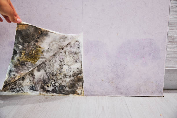 Best Health and Safety Mold Remediation in Richmond, CA